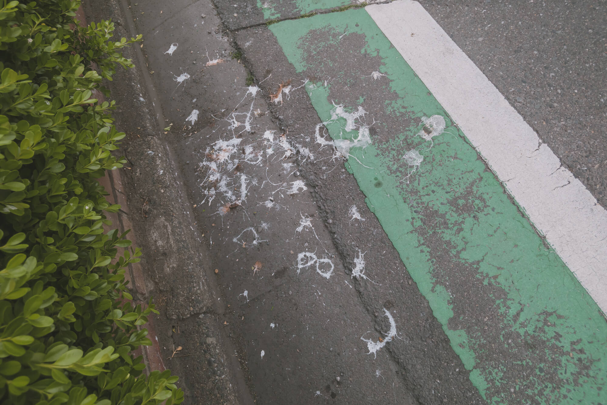 駐車場のコンクリートについた鳥のフンの正しい掃除方法とは？安全に掃除するためのポイント